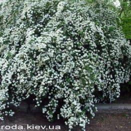 Спірея Вангутта (Spiraea vanhouttei) ФОТО Розплідник рослин Природа Priroda (28)