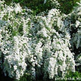 Спирея Вангутта (Spiraea vanhouttei) ФОТО Питомник растений Природа Priroda (29)