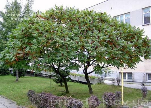 Сумах оленерогий / Уксусное дерево (Rhus typhina) ФОТО Питомник растений Природа Priroda (7)