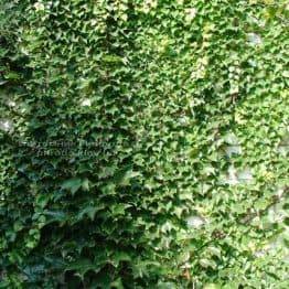 Виноград Вічі / Партеноціссус трійчастий (Parthenocissus tricuspidata Veitchii) ФОТО Розплідник рослин Природа Priroda