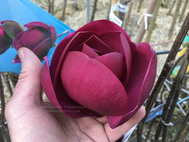 Магнолія Блек Тюліп (Magnolia Black Tulip) ФОТО Розплідник рослин Природа Priroda (66)