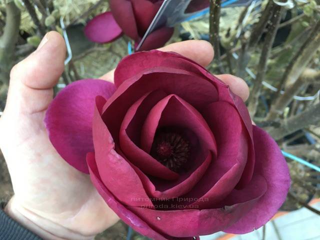 Магнолія Блек Тюліп (Magnolia Black Tulip) ФОТО Розплідник рослин Природа Priroda