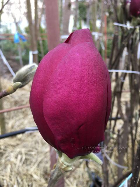 Магнолія Блек Тюліп (Magnolia Black Tulip) ФОТО Розплідник рослин Природа Priroda (61)