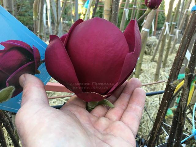 Магнолія Блек Тюліп (Magnolia Black Tulip) ФОТО Розплідник рослин Природа Priroda (69)