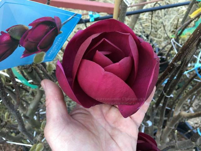Магнолія Блек Тюліп (Magnolia Black Tulip) ФОТО Розплідник рослин Природа Priroda (70)