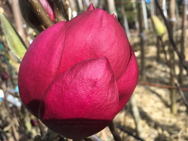 Магнолия Блэк Тюлип (Magnolia Black Tulip) ФОТО Питомник растений Природа Priroda (71)