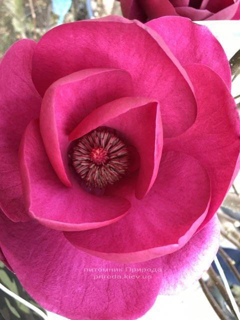 Магнолия Блэк Тюлип (Magnolia Black Tulip) ФОТО Питомник растений Природа Priroda (74)