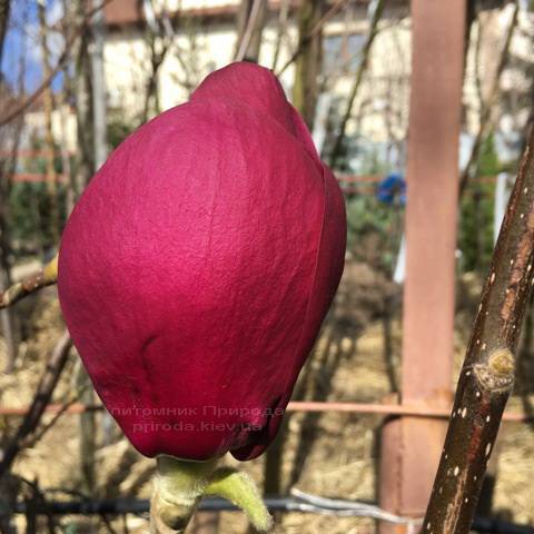 Магнолия Блэк Тюлип (Magnolia Black Tulip) ФОТО Питомник растений Природа Priroda (64)