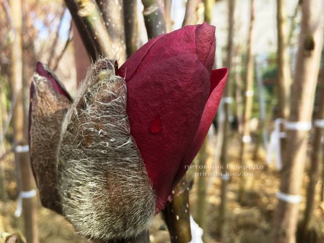 Магнолия Блэк Тюлип (Magnolia Black Tulip) ФОТО Питомник растений Природа Priroda (57)