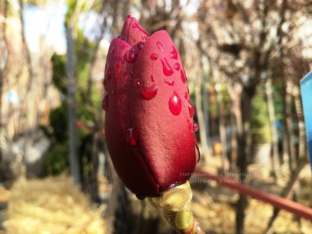 Магнолія Блек Тюліп (Magnolia Black Tulip) ФОТО Розплідник рослин Природа Priroda (58)