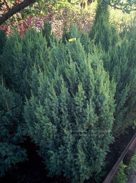 Можжевельник китайский Стрикта ( Juniperus chinensis Stricta ) ФОТО Питомник декоративных растений Природа Priroda (122)