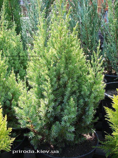 Можжевельник китайский Стрикта ( Juniperus chinensis Stricta ) ФОТО Питомник декоративных растений Природа Priroda (123)