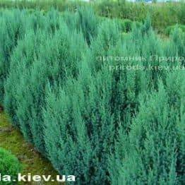 Ялівець китайський Стрикта (Juniperus chinensis Stricta) ФОТО Розплідник декоративних рослин Природа Priroda (128)