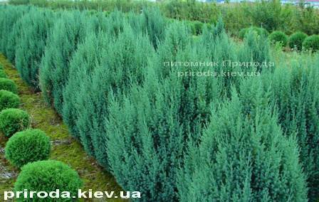 Можжевельник китайский Стрикта ( Juniperus chinensis Stricta ) ФОТО Питомник декоративных растений Природа Priroda (128)