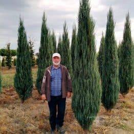 Можжевельник скальный Блю Арроу/Блю Эрроу (Juniperus scopolorum Blue Arrow) ФОТО Питомник растений Природа Priroda (107)