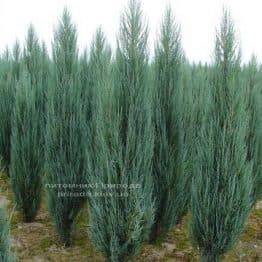 Можжевельник скальный Блю Арроу/Блю Эрроу (Juniperus scopolorum Blue Arrow) ФОТО Питомник растений Природа Priroda (104)