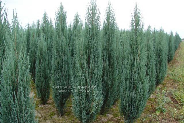 Можжевельник скальный Блю Арроу/Блю Эрроу (Juniperus scopolorum Blue Arrow) ФОТО Питомник растений Природа Priroda (104)