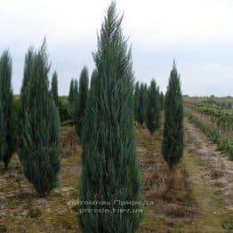Ялівець скельний Блю Арроу / Блю Ерроу (Juniperus scopolorum Blue Arrow) ФОТО Розплідник рослин Природа Priroda (105)