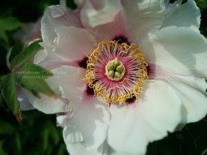 Пион древовидный (Paeonia) ФОТО Питомник растений Природа (17)