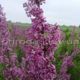 Сирень китайская (Syringa x chinensis) ФОТО Питомник растений Природа Priroda (9)