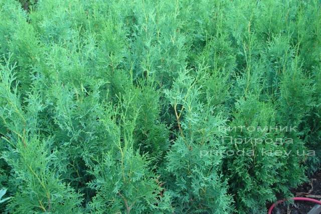 Туя західна колоновидна Колумна (Thuja occidentalis Columna) ФОТО Розплідник рослин Природа Priroda