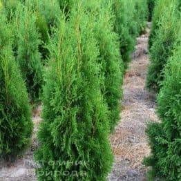 Туя західна колоновидна Колумна (Thuja occidentalis Columna) ФОТО Розплідник рослин Природа Priroda (48)