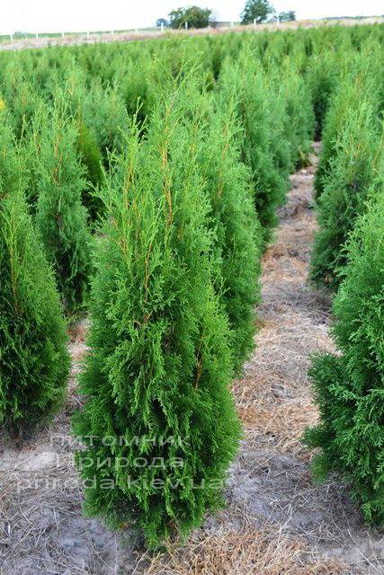 Туя западная колоновидная Колумна (Thuja occidentalis Columna) ФОТО Питомник растений Природа Priroda (48)