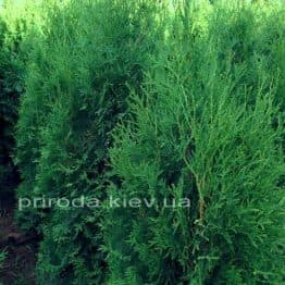 Туя западная колоновидная Колумна (Thuja occidentalis Columna) ФОТО Питомник растений Природа Priroda (50)