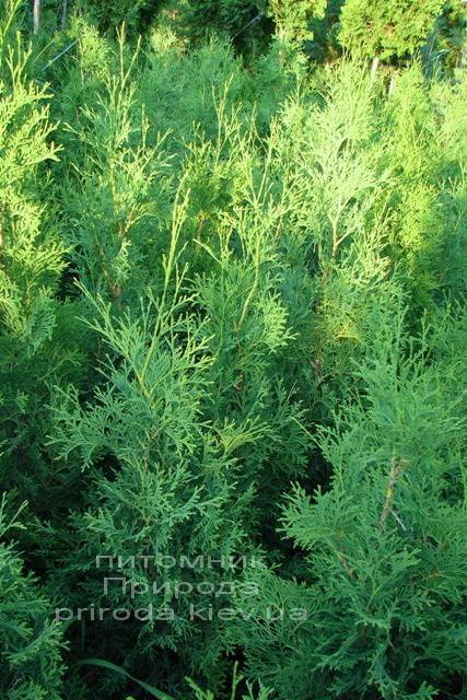 Туя західна колоновидна Колумна (Thuja occidentalis Columna) ФОТО Розплідник рослин Природа Priroda