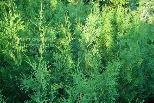 Туя західна колоновидна Колумна (Thuja occidentalis Columna) ФОТО Розплідник рослин Природа Priroda