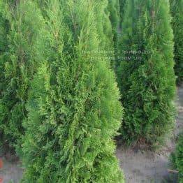 Туя західна Смарагд (Thuja occidentalis Smaragd) ФОТО Розплідник рослин Природа Priroda (47)