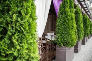 Туя западная Смарагд. Гостиница Premier Palace Hotel, г.Киев (40)