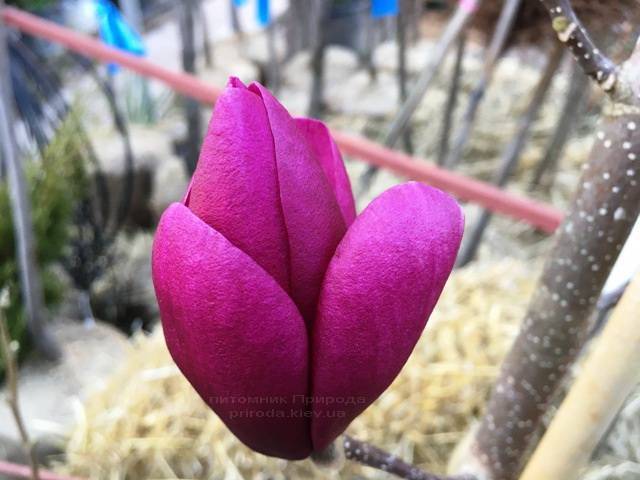 Магнолія Клеопатра (Magnolia Cleopatra Tulip) ФОТО Розплідник рослин Природа Priroda (84)