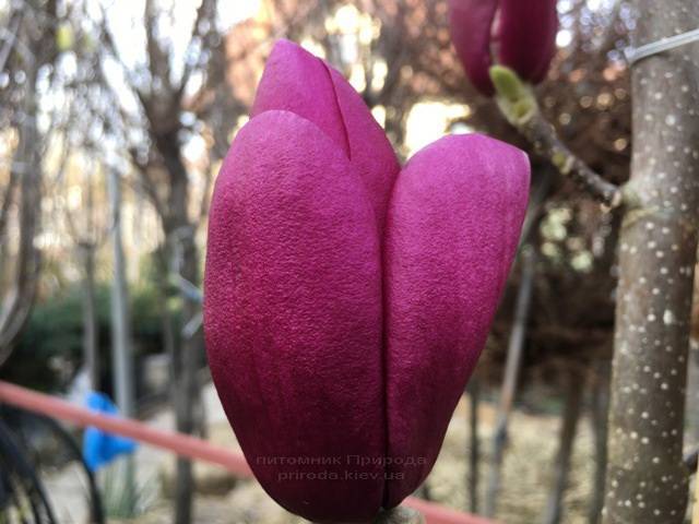 Магнолия Клеопатра (Magnolia Cleopatra Tulip) ФОТО Питомник растений Природа Priroda (85)