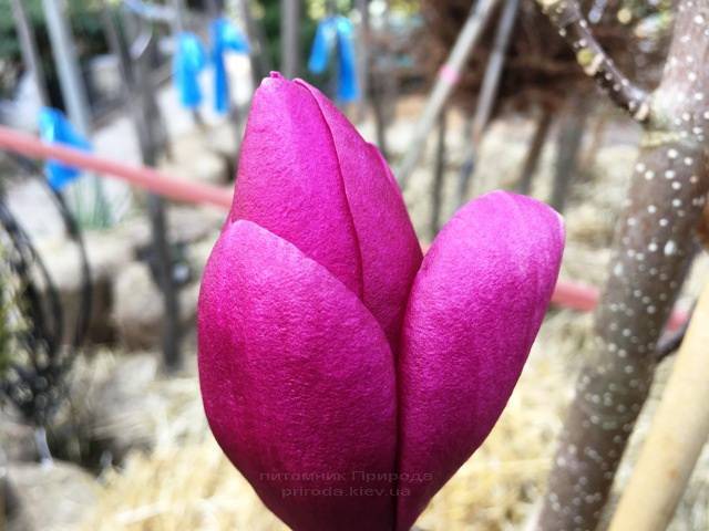 Магнолія Клеопатра (Magnolia Cleopatra Tulip) ФОТО Розплідник рослин Природа Priroda (77)