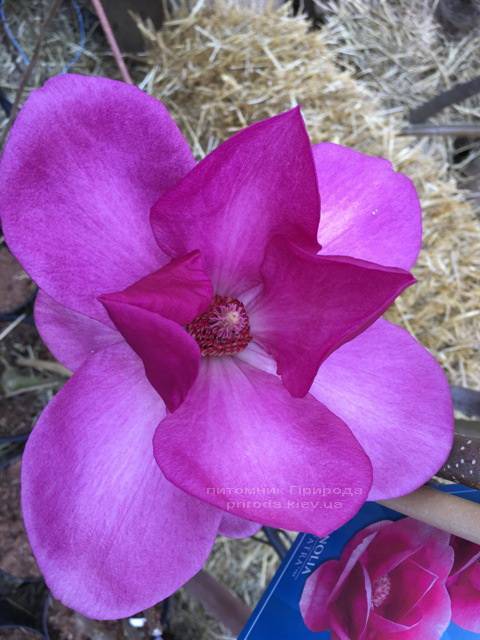 Магнолія Клеопатра (Magnolia Cleopatra Tulip) ФОТО Розплідник рослин Природа Priroda (78)