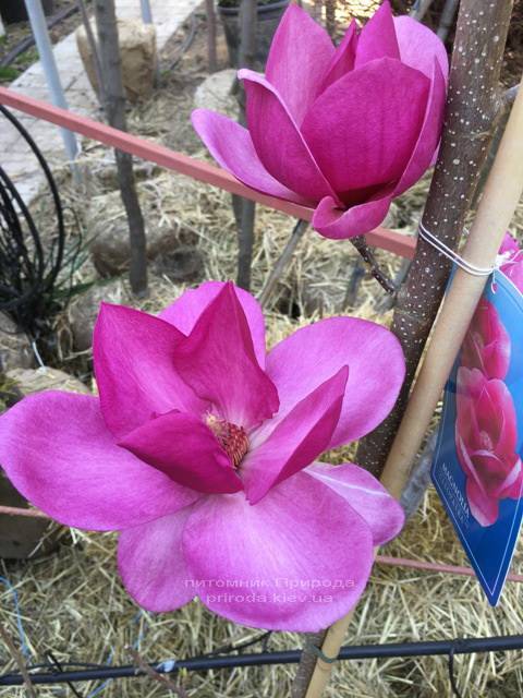 Магнолия Клеопатра (Magnolia Cleopatra Tulip) ФОТО Питомник растений Природа Priroda (79)