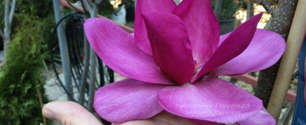 Магнолия Клеопатра (Magnolia Cleopatra Tulip) ФОТО Питомник растений Природа Priroda (81)