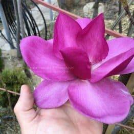 Магнолія Клеопатра (Magnolia Cleopatra Tulip) ФОТО Розплідник рослин Природа Priroda (82)