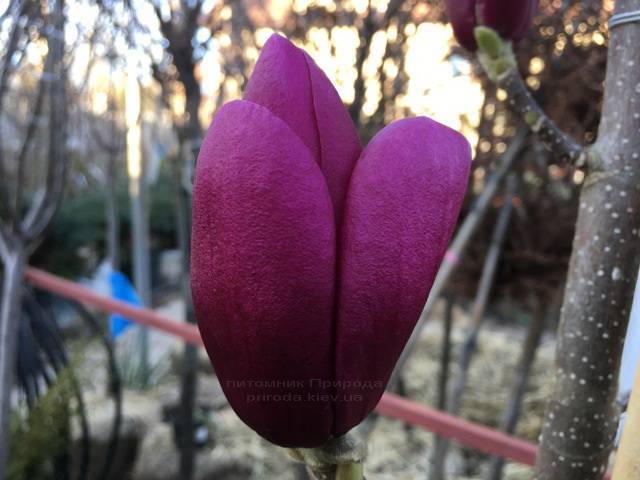 Магнолия Клеопатра (Magnolia Cleopatra Tulip) ФОТО Питомник растений Природа Priroda (86)