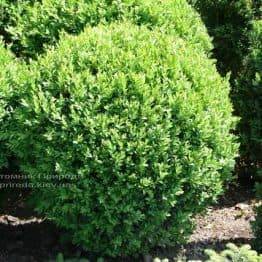 Самшит вічнозелений Куля (Buxus sempervirens Boll) ФОТО Розплідник рослин Природа Priroda (16)