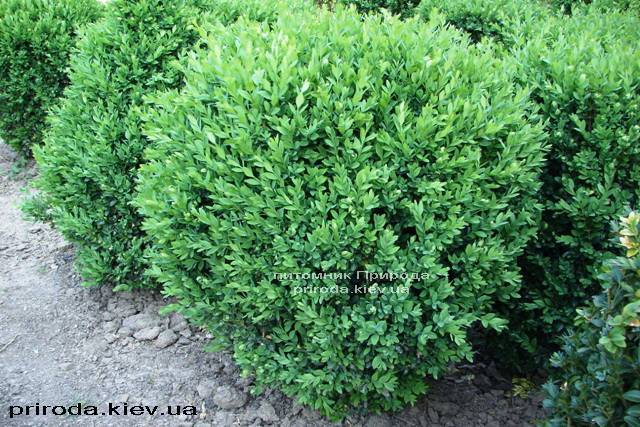 Самшит вечнозелёный Шар (Buxus sempervirens Boll) ФОТО Питомник растений Природа Priroda (18)