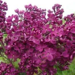 Бузок звичайний Фюрст Бюлов (Syringa vulgaris Furst Bulov) ФОТО Розплідник рослин Природа Priroda (32)