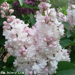 Бузок звичайний Красуня Москви (Syringa vulgaris Krasawica Moskwy) ФОТО Розплідник рослин Природа Priroda (57)