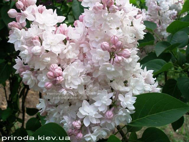 Бузок звичайний Красуня Москви (Syringa vulgaris Krasawica Moskwy) ФОТО Розплідник рослин Природа Priroda (58)