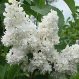 Сирень обыкновенная Мадам Казимир Пирье (Syringa vulgaris Mme Casimir Perier) ФОТО Питомник растений Природа Priroda (45)