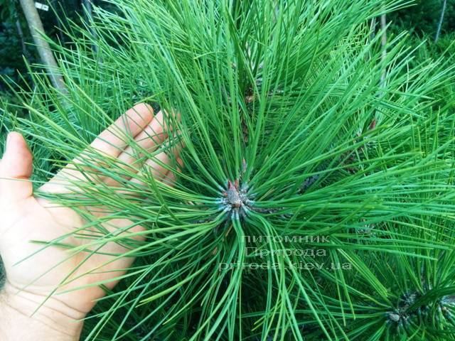 Сосна Орегонському / жовта (Pinus ponderosa) ФОТО Розплідник рослин Природа Priroda (37)