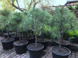 Сосна орегонская / жёлтая (Pinus ponderosa) ФОТО Питомник растений Природа Priroda (38)