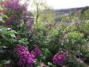 Цветёт Сирень в питомнике растений Природа Priroda (66)