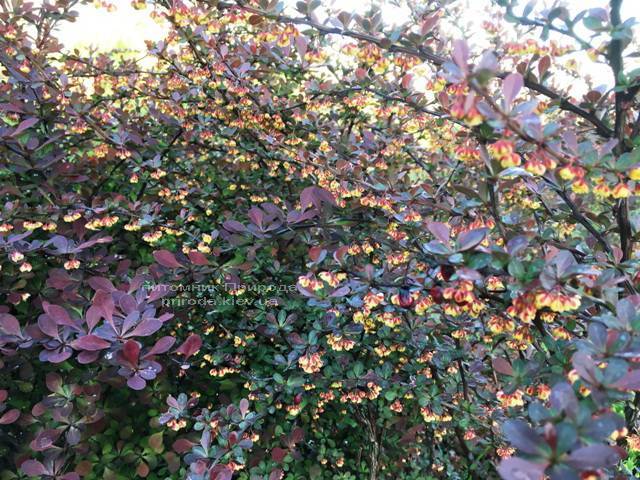 Барбарис Тунберга Атропурпуреа (Berberis thunbergii Atropurpurea) ФОТО Питомник растений Природа Priroda (6)